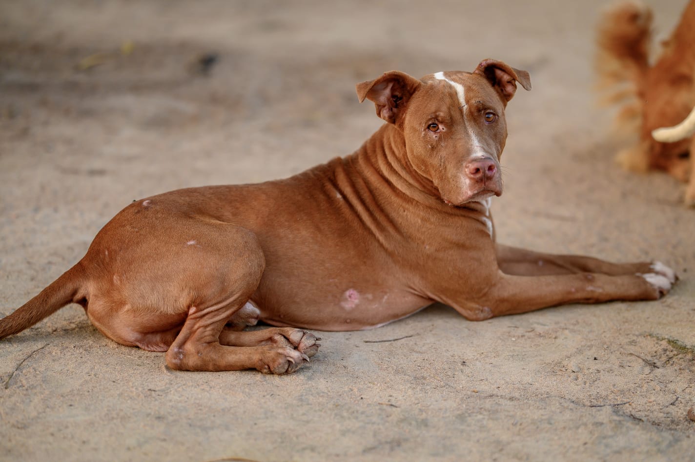 Cachorro resgatado no abrigo