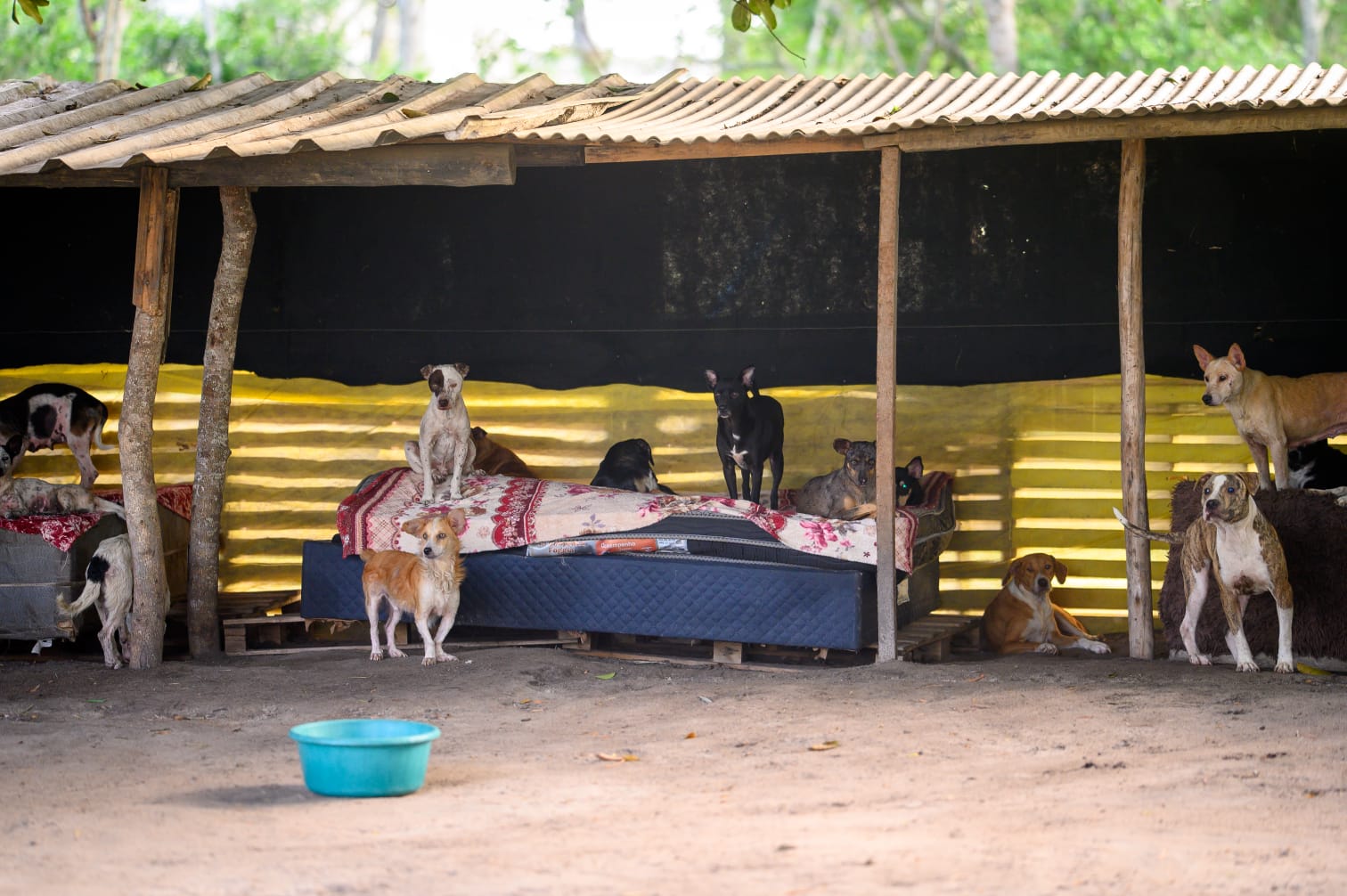 Cachorros abrigados no Projeto Resgate