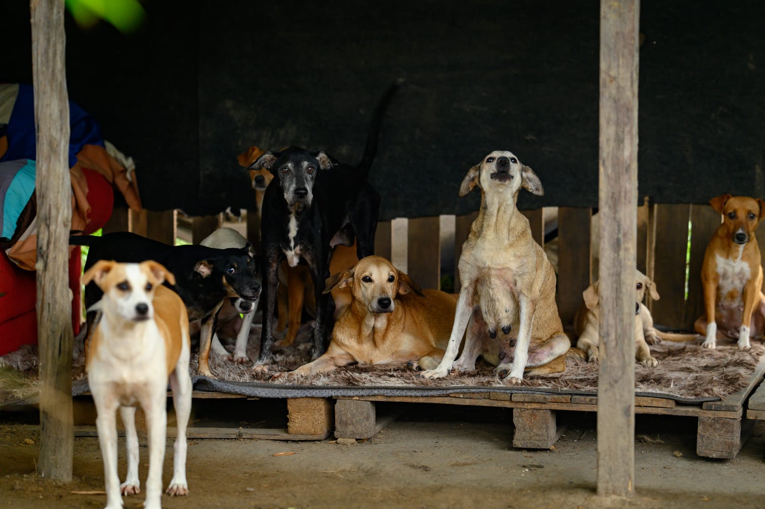 Cachorros no abrigo do Projeto Resgate